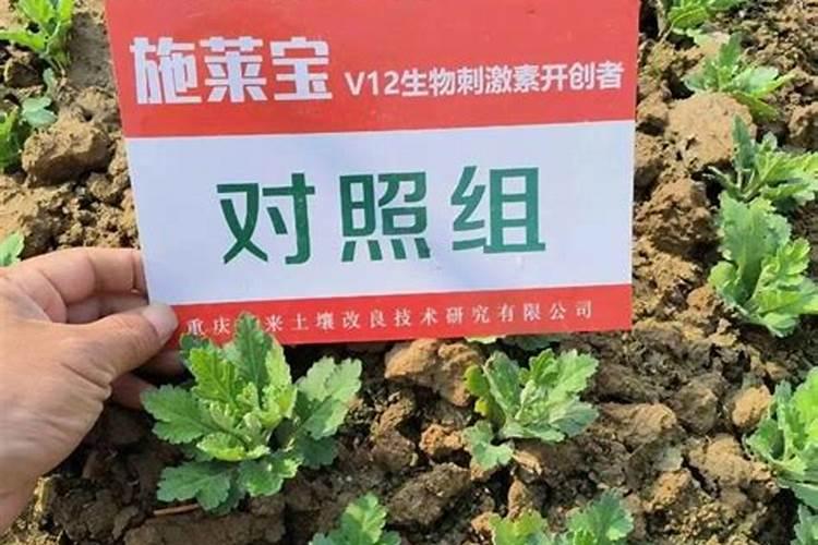 菊花苗的种植方法