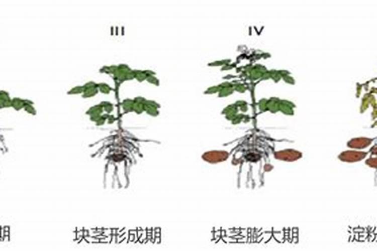 土豆种植所需营养元素有那些