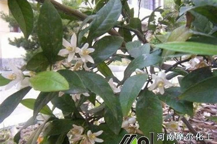 桔子树施什么肥最好