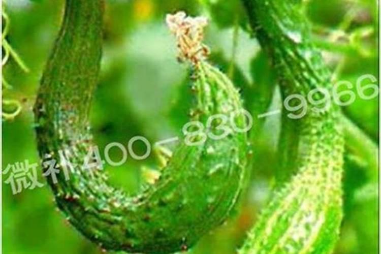 生命素这玩意,我怎么听说就是叶面肥,和市面上的差不多,是这样的吗 ？