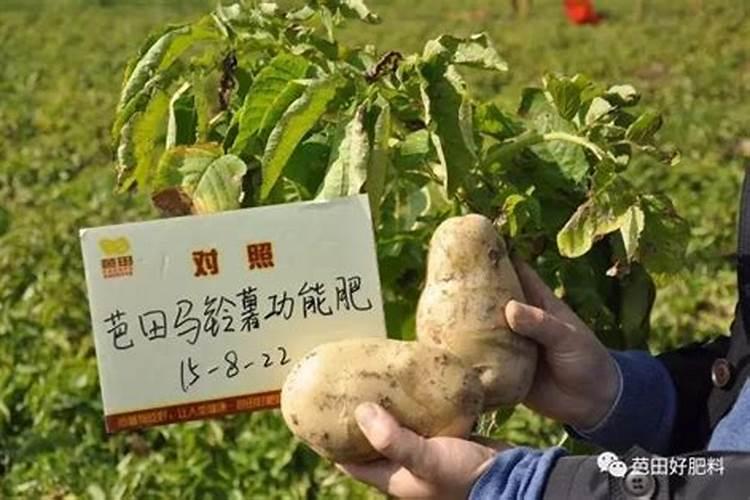 土豆施肥的方法 如何给土豆施肥