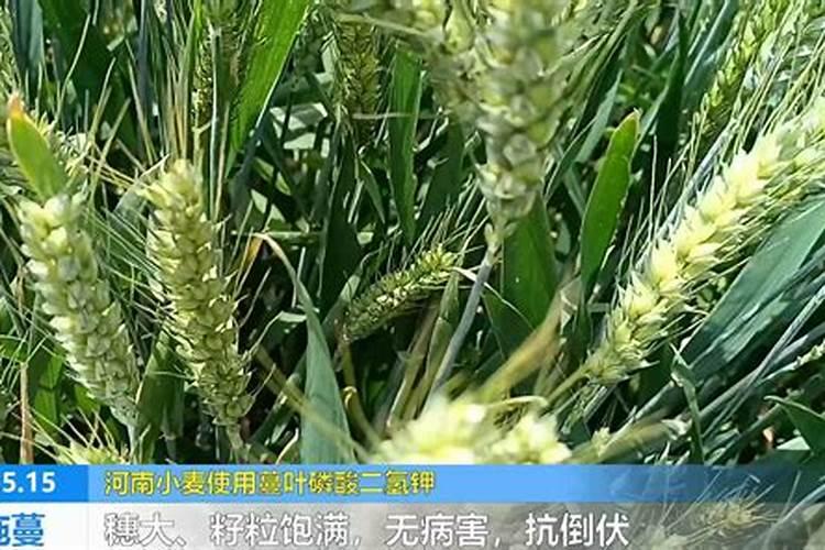 小麦前期需要用什么配比的水溶肥？