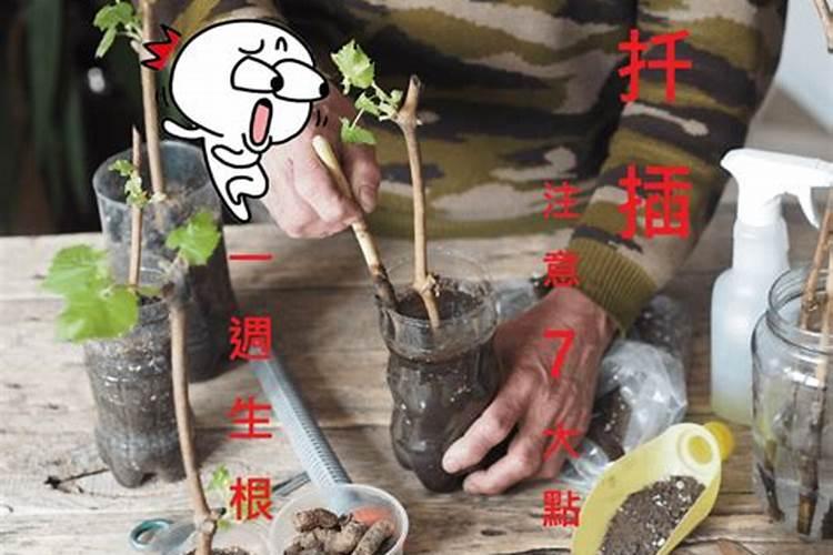 葡萄扦插繁殖方法图解,6个步骤让葡萄硕果累累