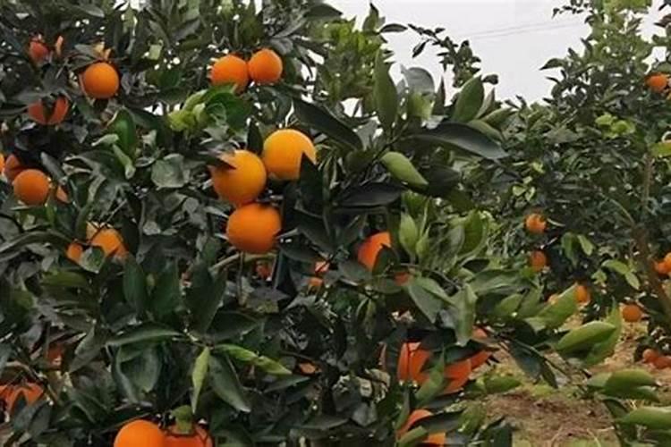 春季柑橘琳树发芽前可以喷施硼肥吗？
