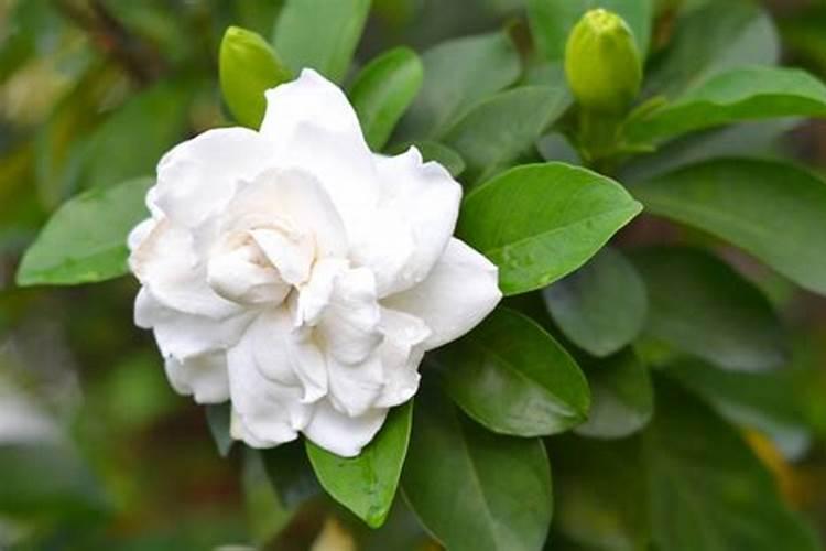 栀子花叶子发干怎么办？