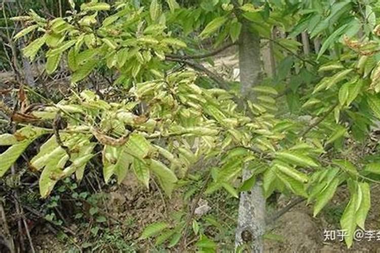 果树黄化病用什么药治疗