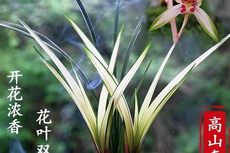 什么是兰花水晶艺