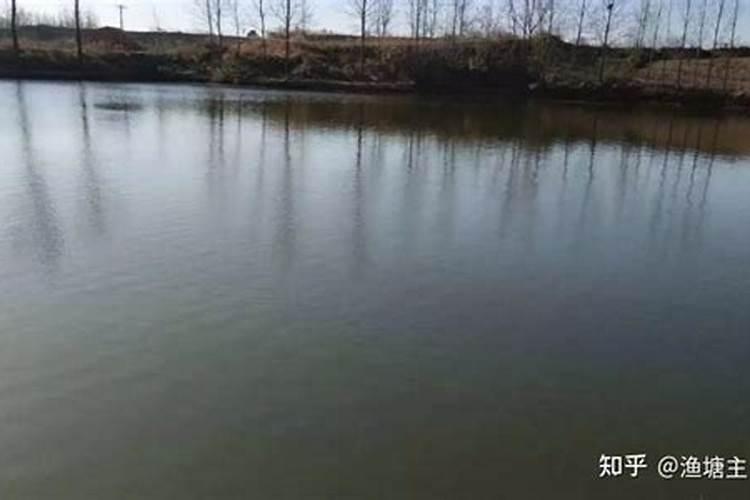 干鸡粪可用虾池肥水吗