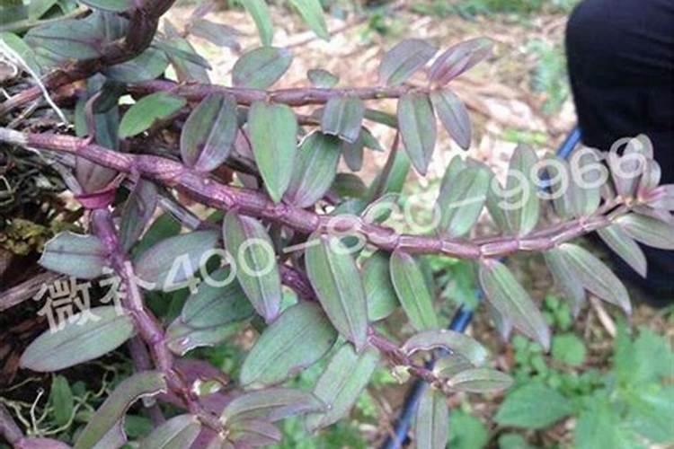 盆栽石斛兰花的叶面肥用那种好 盆栽石斛兰花的叶面肥哪那种最好呢