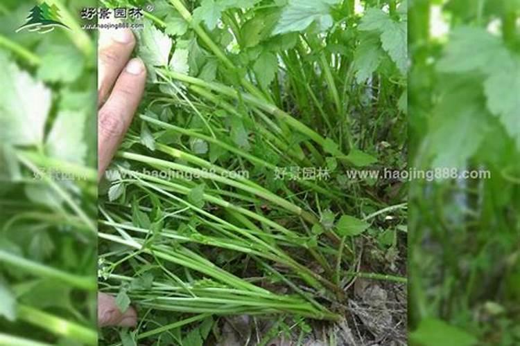 水芹菜种植时间和方法