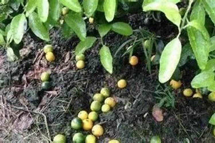 柑橘处于开花阶段适合施用何种肥料