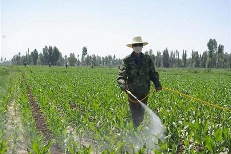 果树叶面肥有哪些