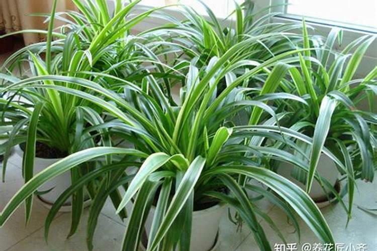 大棚香菜用什么肥料做基肥好？香菜养根用的肥料,香菜底肥用矿源黄腐酸...