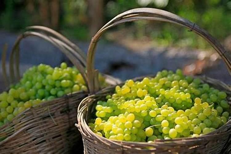 黄瓜施啥水溶肥？作用及用法