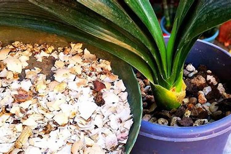 贴心人化肥都有哪些种类