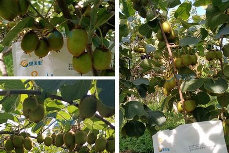 2026年玉米涨到多少钱一斤