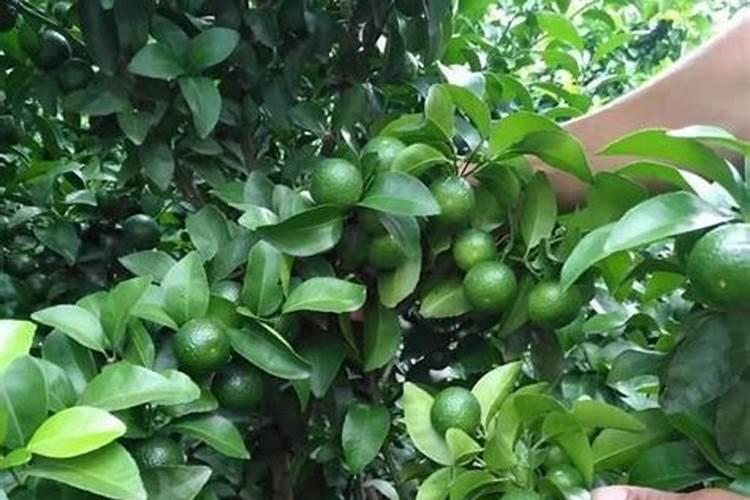 莲藕用什么肥料产量高