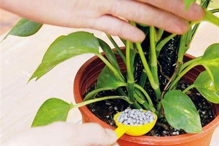 秋季种植淮山什么时候施膨大肥 秋季种植淮山什么时候施膨大肥...