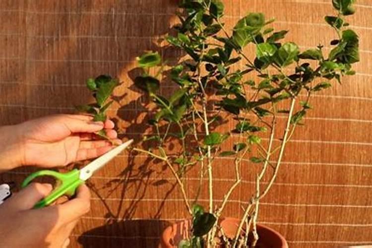 玻璃翠花怎么养(绿植玻璃翠的养殖方法分享)