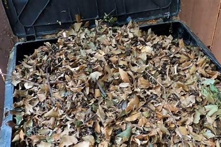 氮肥为主的有机肥是什么肥料