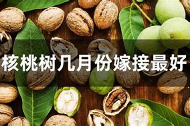 北方洋葱的种植滴灌和喷灌那个更好
