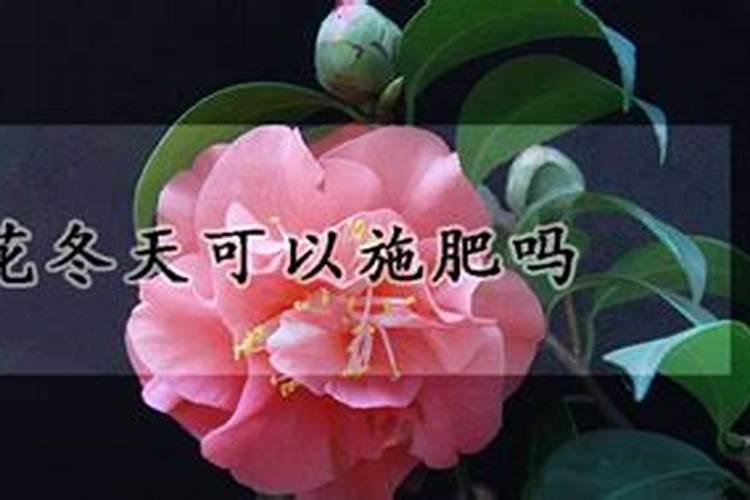 茶花北方冬天怎么养,5个步骤使其安全越冬