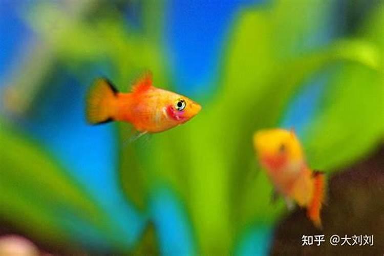 茶苗浇水多好,还是少好？