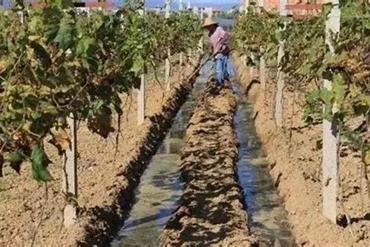 硅谷红彭果大量元素水溶肥有液体肥有毒吗