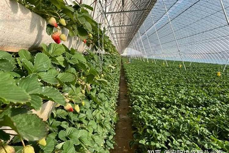 茄子适用哪些肥料