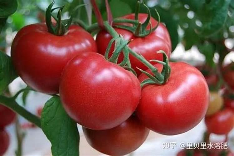 兰花如何正确使用叶面肥？