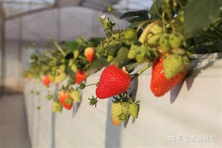 草莓缺钙冲施什么肥料