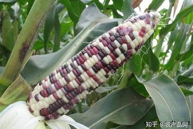 甜糯玉米如何进行无公害种植和病虫害防治？