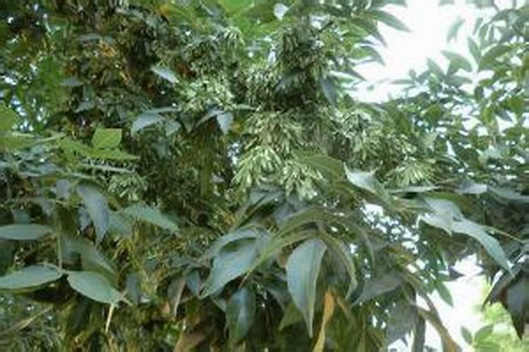 白蜡树用什么肥料最好