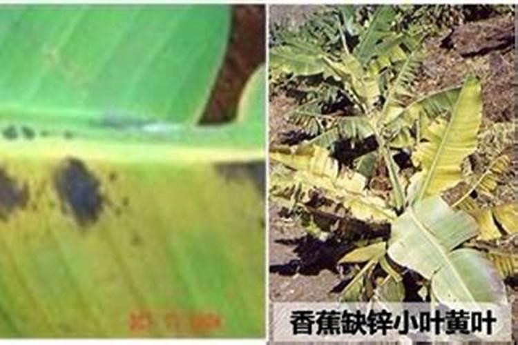 香蕉束顶病有什么好的防治方法!