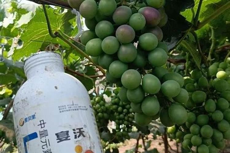 促进果树开花结果施什么肥