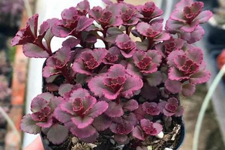 磷酸二氢钾可以浇花吗