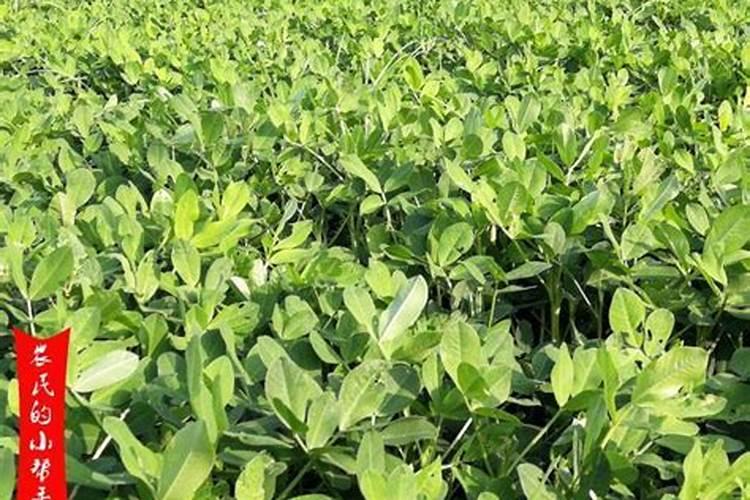 麻山药豆苗六月份怎么管理？