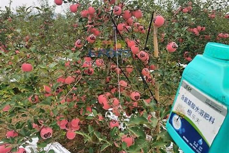 如何让绿萝叶子变油绿