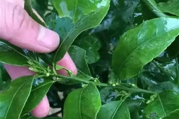荸荠可以在盆里种植吗