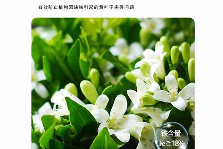 养栀子花的肥料 栀子花最好的肥料是什么怎么施