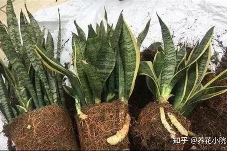 虎皮兰怎么养护才能叶片肥厚、油亮,蹭蹭蹿爆盆？