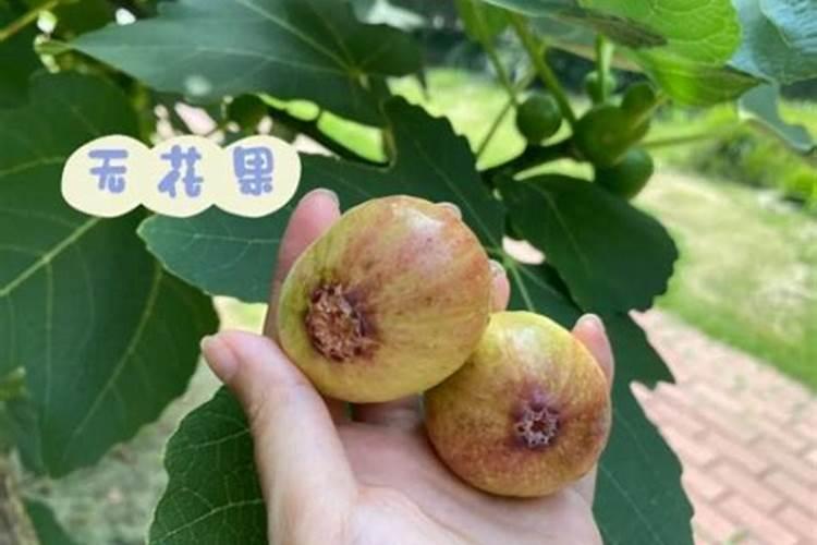 无花果树能用芸苔素吗？