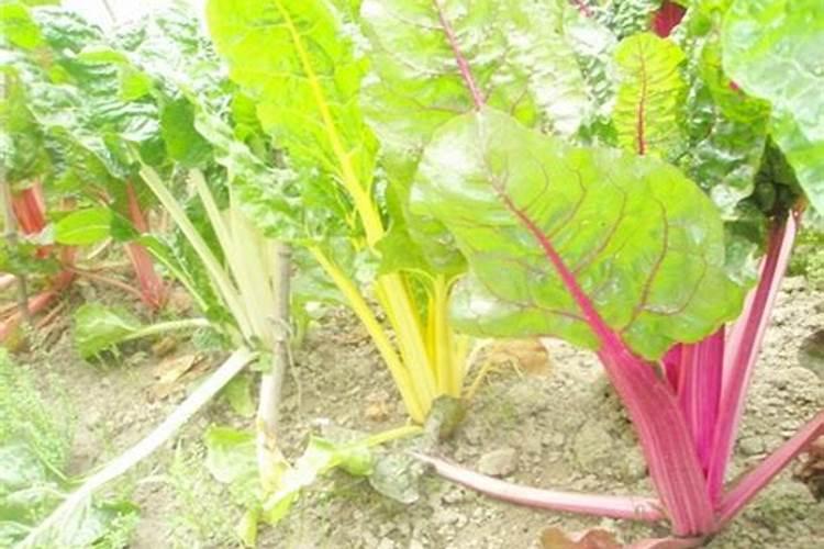 甜菜在什么时候喷叶面肥