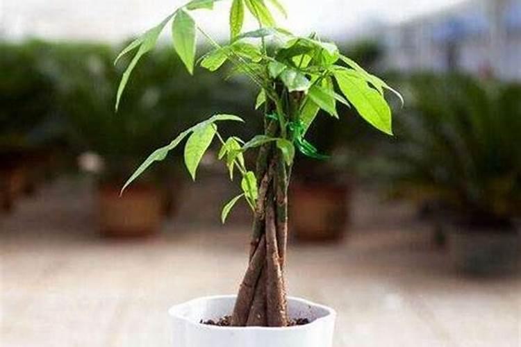 盆栽发财树施什么肥料最好