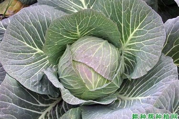 甘蓝移栽后施肥技巧