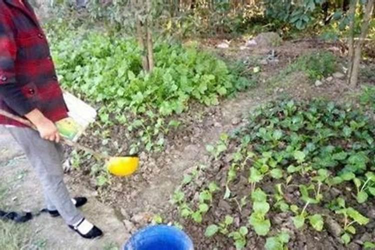 种菜用什么肥料最好