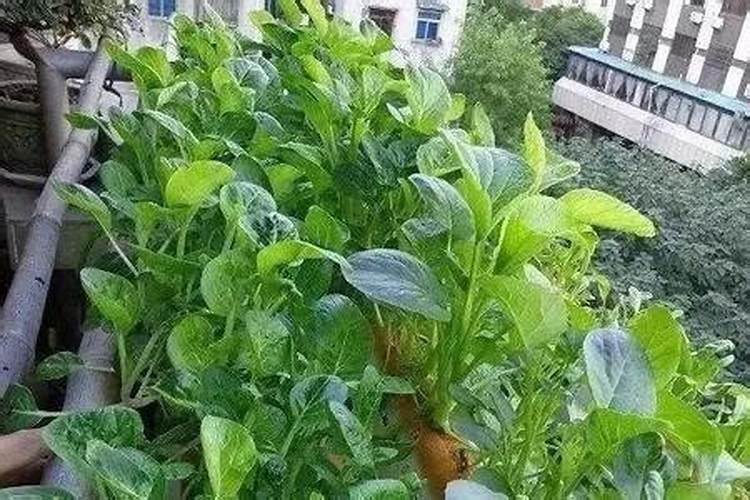 韭菜和什么相克