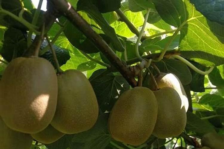 如何识别和防治玉米缺氮症？