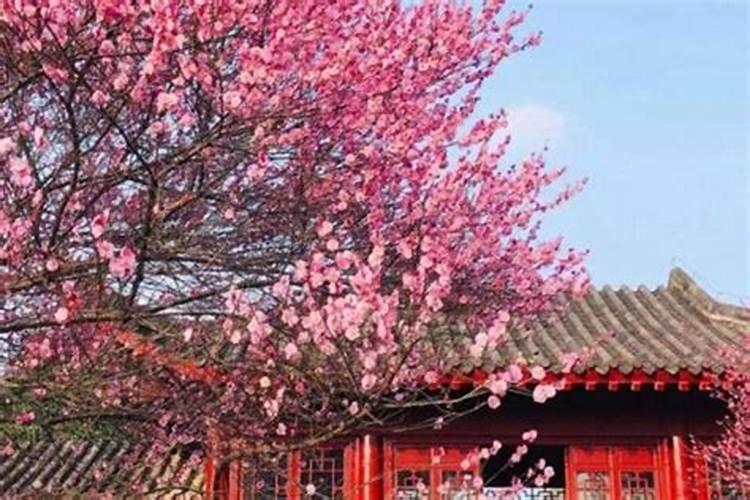 花卉的花期是怎样的？
