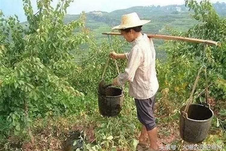 苹果树施肥4大错,最容易犯的是哪个